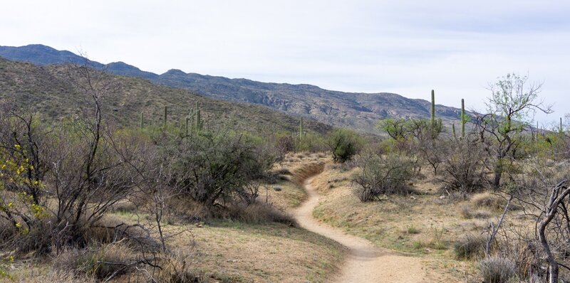 A trail through the lowland desert beneath the Rincon Mountains.