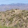 Saguaros in the Rincon foothills near Bridal Wreath Falls.