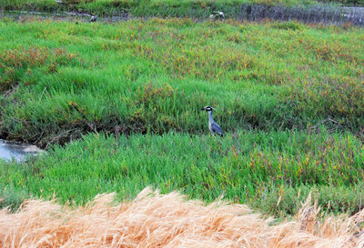 Yellow crowned Night Heron.