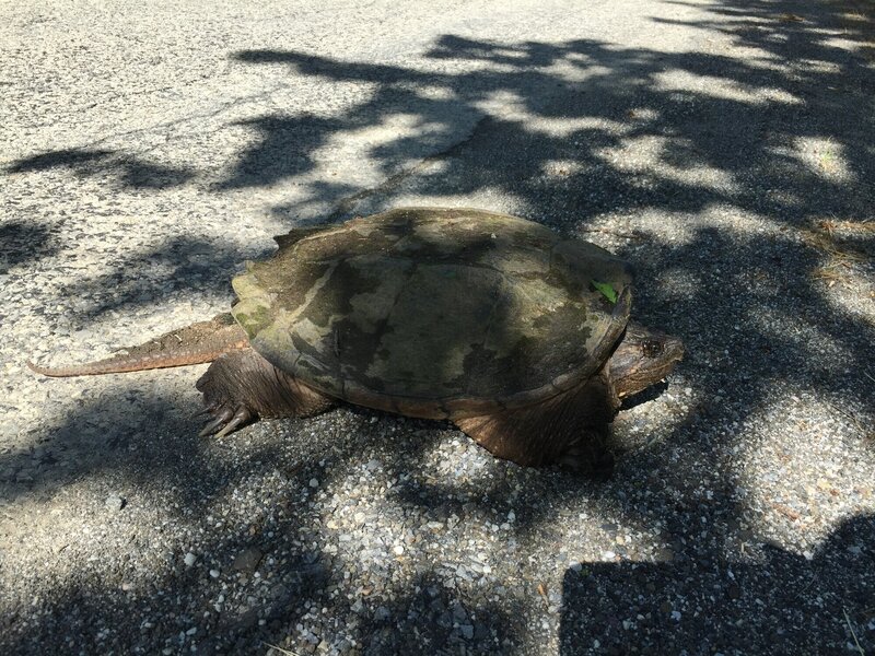 Snapping turtle