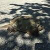 Snapping turtle