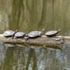 Painted turtle in the creek.