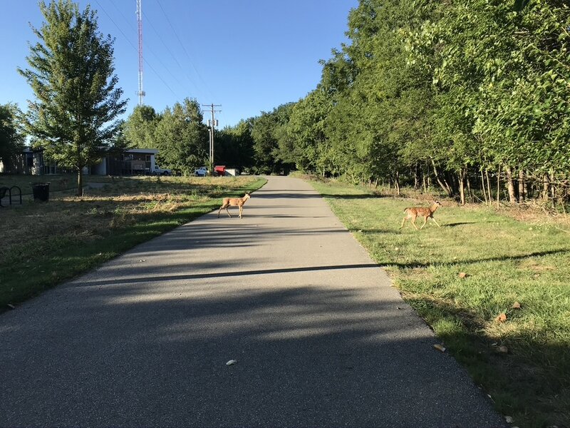 Deer crossing Olentangy Trail access to Ackerman Road through Ohio State's Olentangy River Wetlands Research Park.