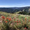 Indian Paint Brush among the wildflowers. View looking south into the NF Umatilla River Wilderness.