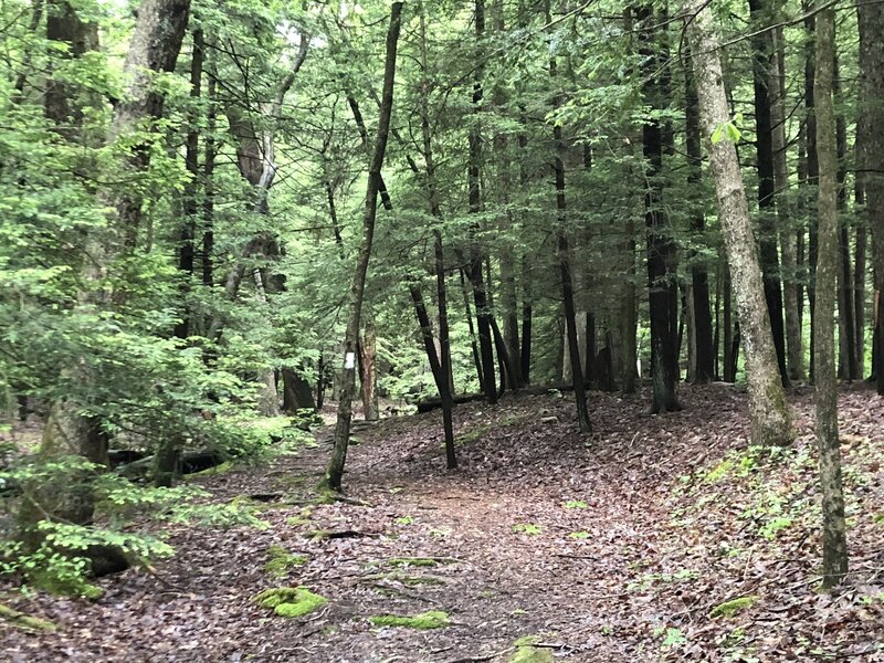 Trail heading uphill going clockwise.