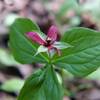 Purple Trillium