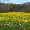 May 15, 2021, fields ablaze with Dandelions.