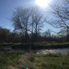 Bend in the creek, seen from the mowed trail.