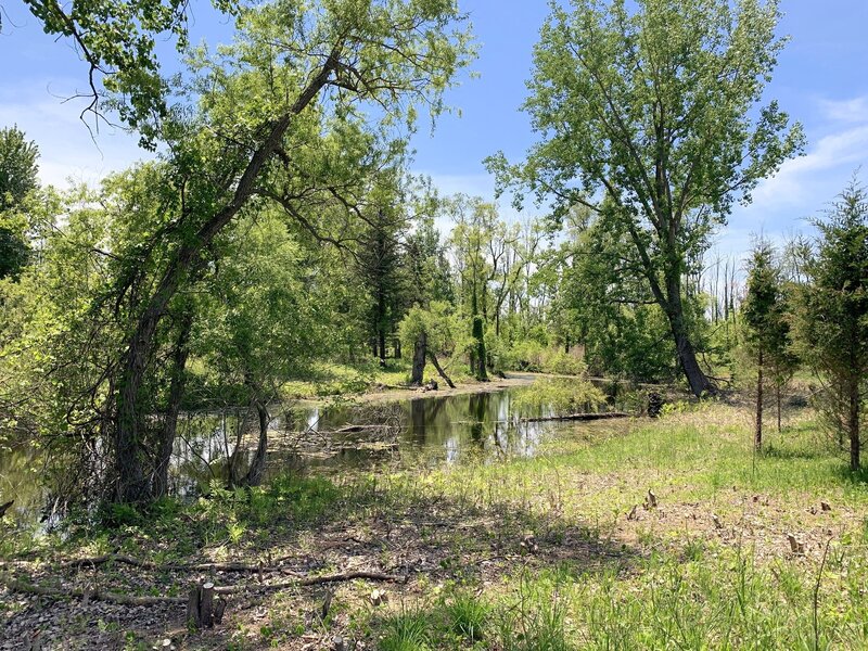 wooded wetland