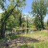 wooded wetland