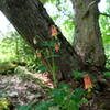 Wildflowers