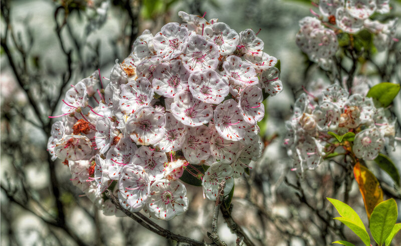 A few late blooming Mountain Laurel near the crest of the Devil's Marble Yard Belfast hiking trail.