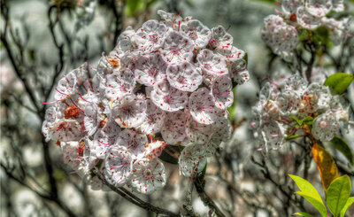 A few late blooming Mountain Laurel near the crest of the Devil's Marble Yard Belfast hiking trail.
