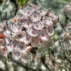 A few late blooming Mountain Laurel near the crest of the Devil's Marble Yard Belfast hiking trail.