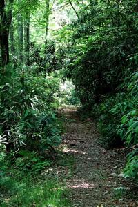 Many portions of the trail are fairly smooth with a slight incline.