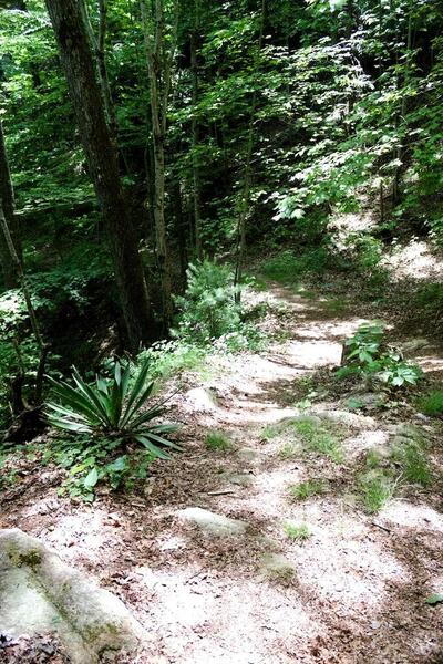 Interesting plant life farther up the trail found in a limited area.