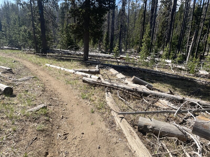 Perfect day on the trail.  Amazing run!