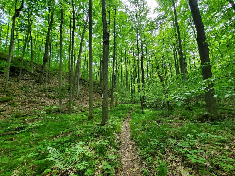 Lush undergrowth in late spring.