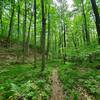 Lush undergrowth in late spring.