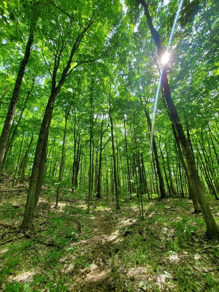 Sun peeks through the canopy.