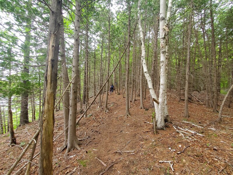 Trail goes through a bare forest floor.