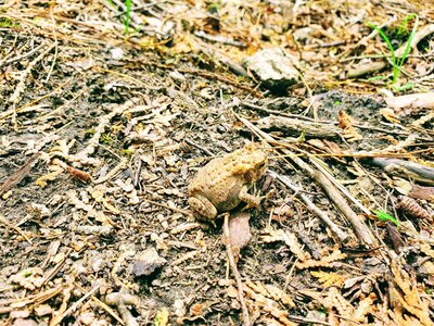 Toad found on trail.