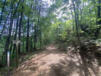 Sun shining on trail.