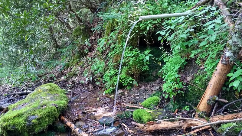 Water source along Snowbird Creek Trail.