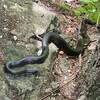 Black Snake along trail underneath walkway.