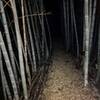 The bamboo forest after dark