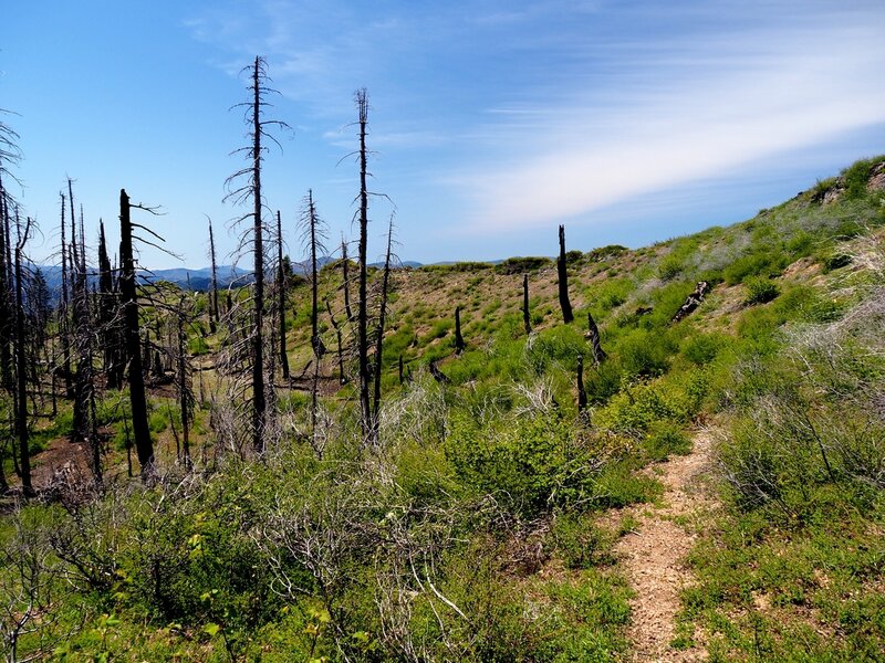 Burned forest on the ridge south of Fish Hook Peak.