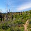 Burned forest on the ridge south of Fish Hook Peak.