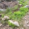 Crossing Bannon Creek on Trail 396.