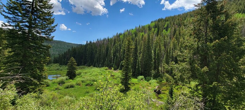 Valley with beaver ponds.