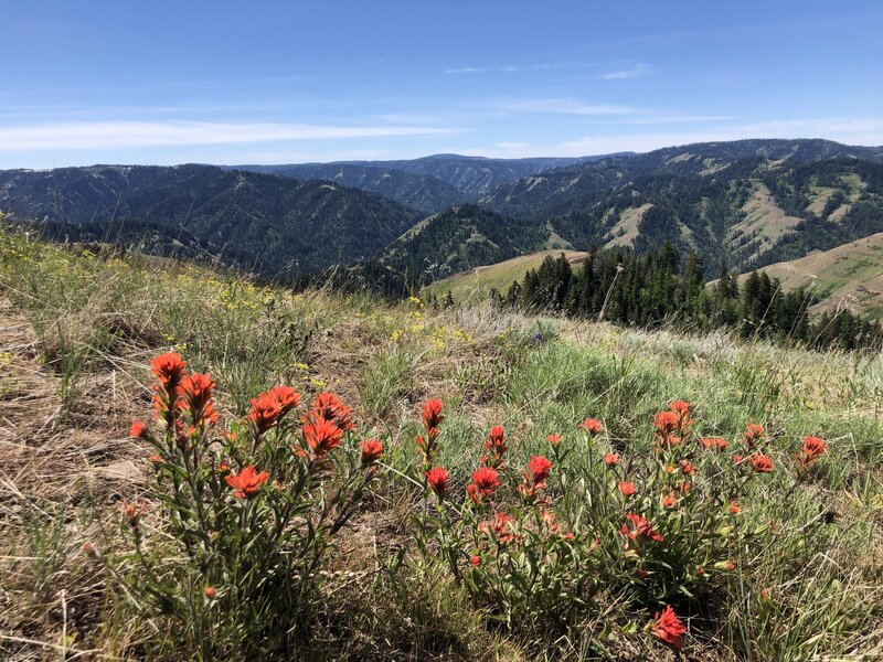 Spring bloom of Indian Paint Brush.