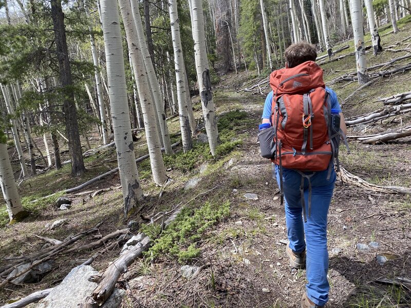 The aspen meadows are all slanted!