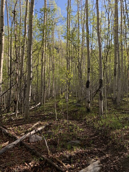 Long section of aspen.