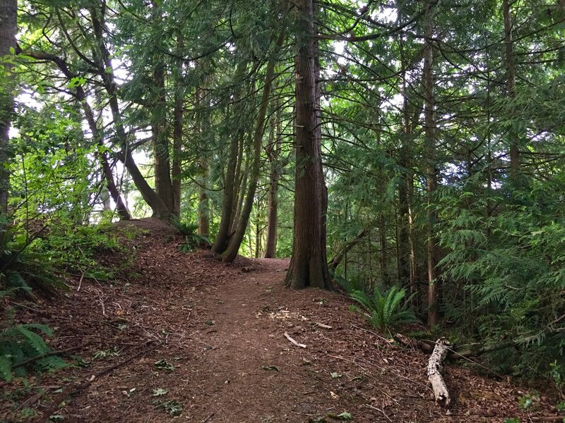 Quiet forest in NE corner of loop trail.