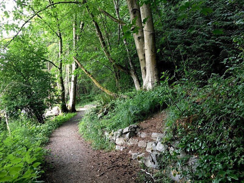 Edge of forest in southern portion of trail.