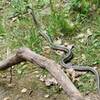 Snake along the trail (harmless).