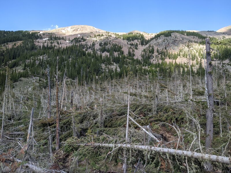 Blown-down trees at the trail end.