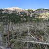 Blown-down trees at the trail end.