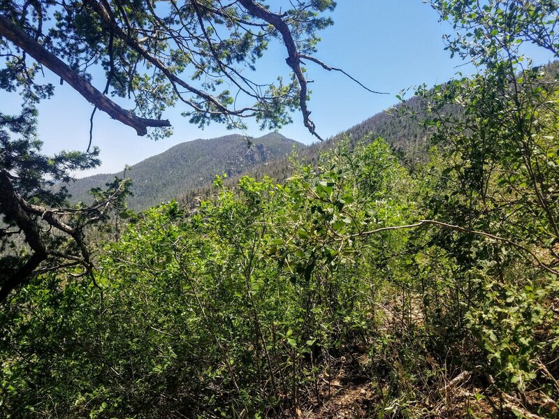 Peeking out from the canopy toward Mount Manitou.