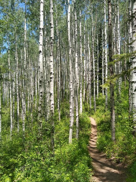 Aspen forest