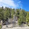 Pine rock outcroppings