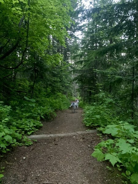 What the trail looks like (for the most part). Some rockier areas.