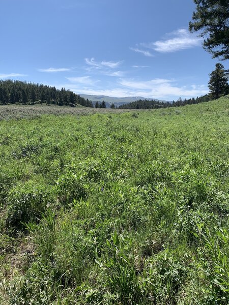 View looking south about 3/4 of way through trail.