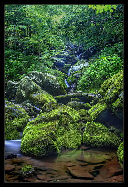 Moss on the boulders along the South River Falls Loop.