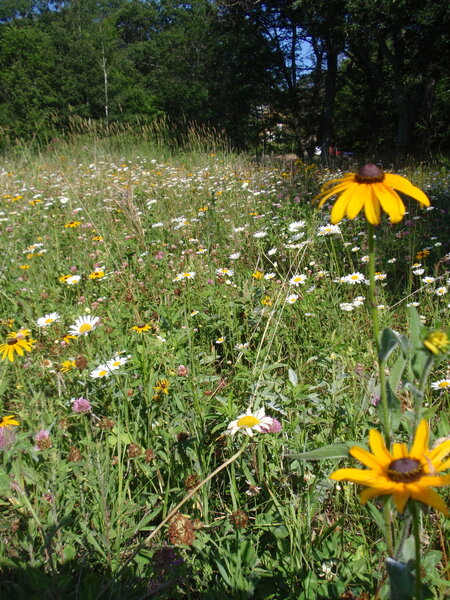 Prairie Flowers along the Deer Trail.