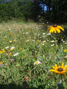 Prairie Flowers along the Deer Trail.